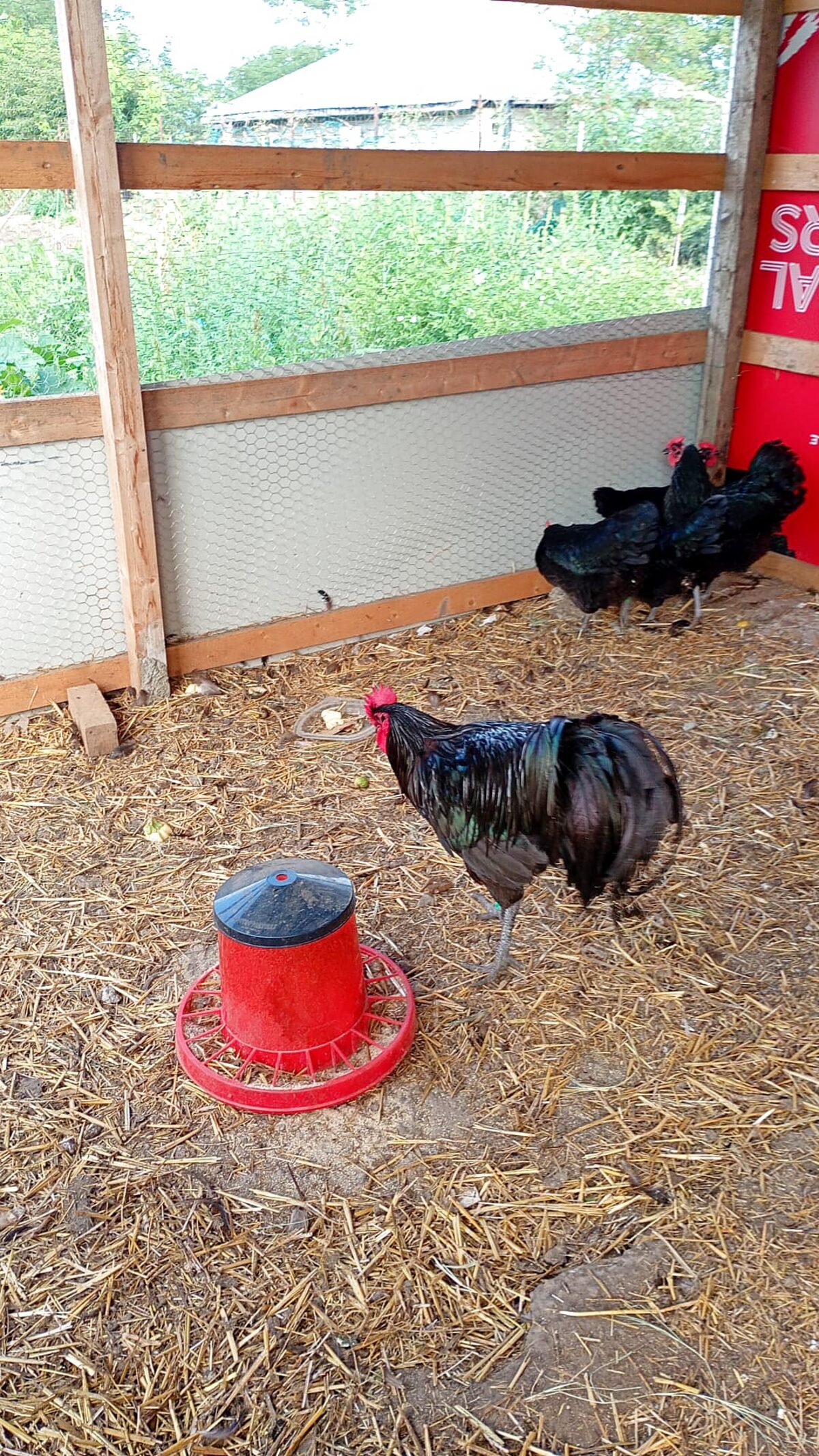 Cocoș negru și găini în curte