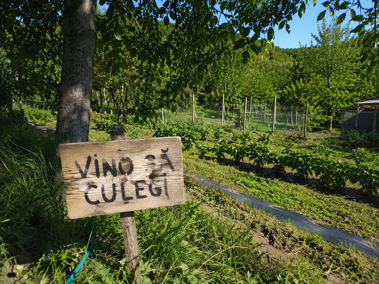 Indicator „Vino să culegi” în grădină