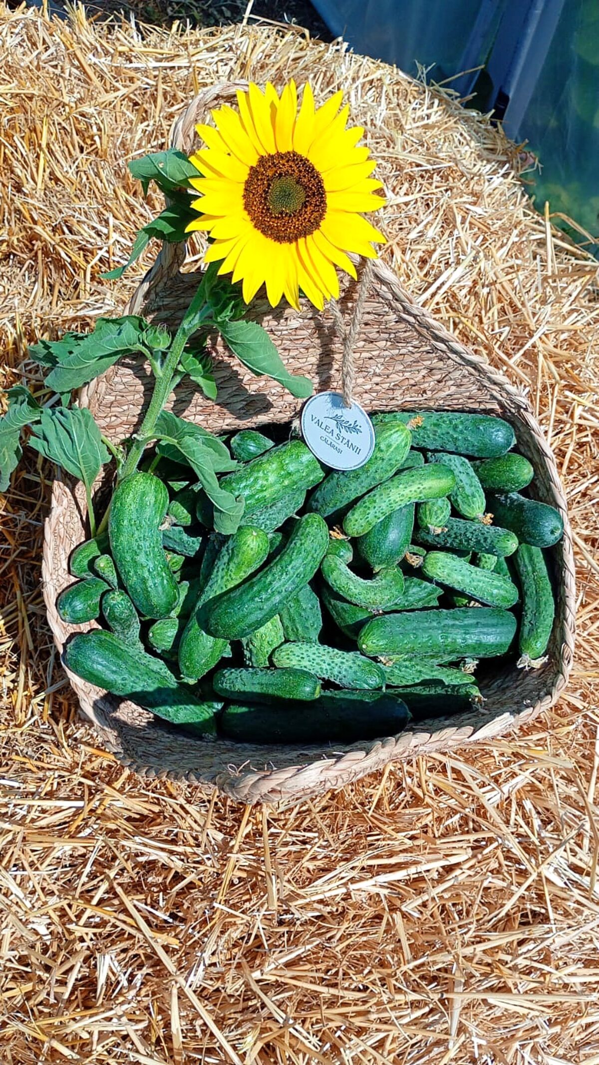 Coș rotund cu castraveți și floarea-soarelui