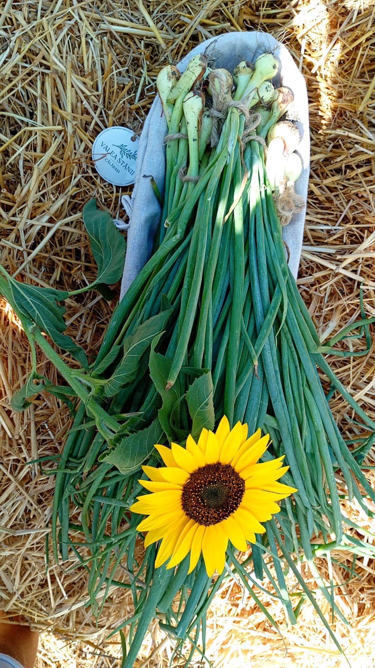 Legături de ceapă verde